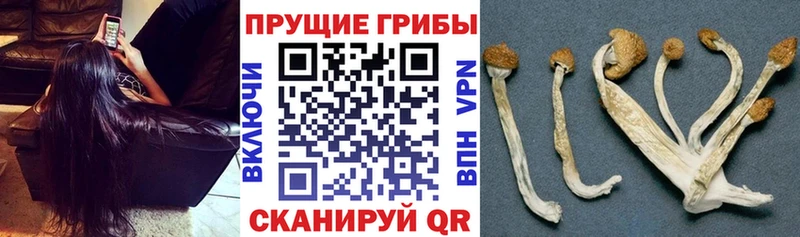 Галлюциногенные грибы Cubensis  Сельцо 